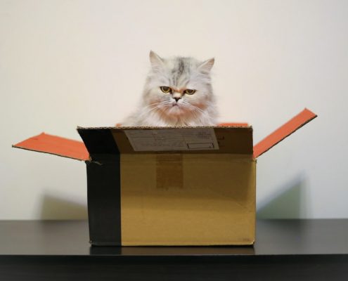 Helpful Tips For Downsizing With Pets