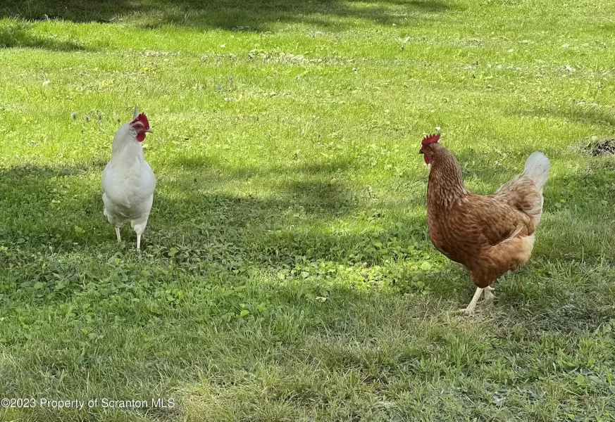 chickens wandering